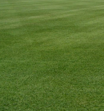 Sod Installation El Dorado Hills Sod Installation El Dorado Hills